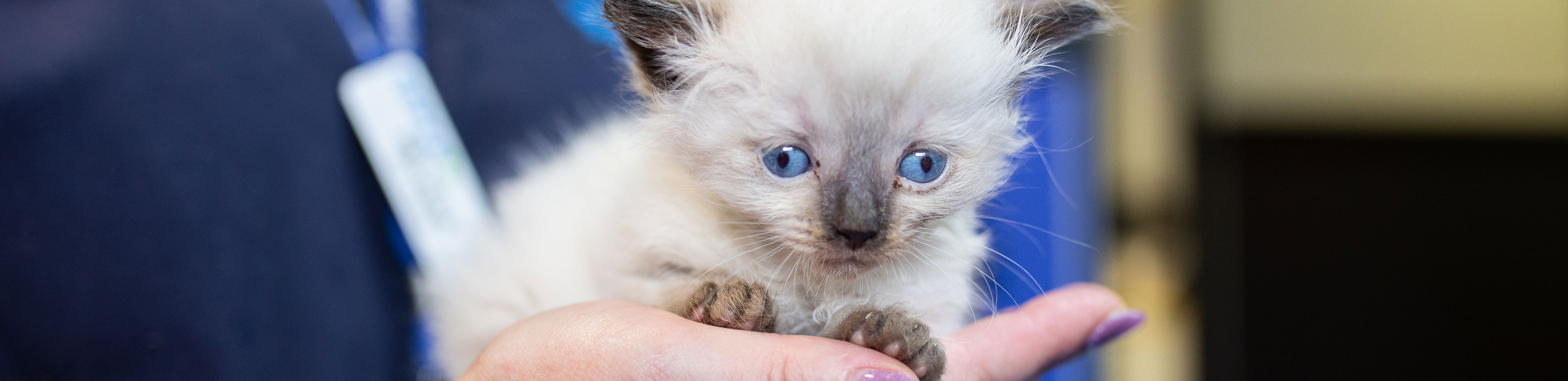 Tiny Kitten in Foster Care with RSPCA Queensland